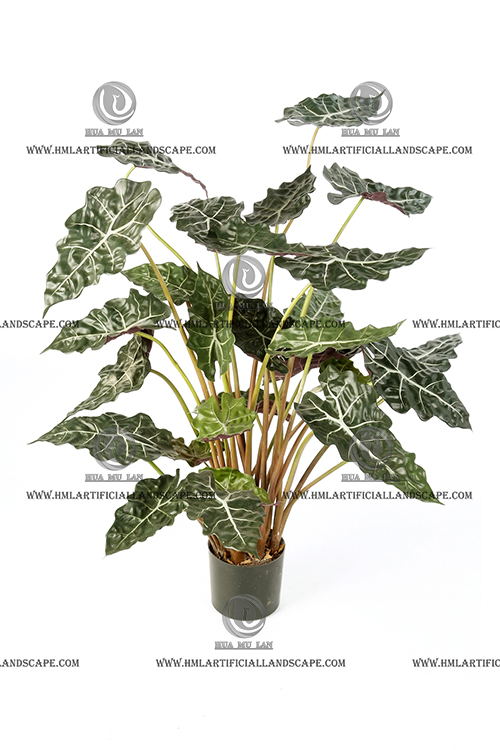 ELEPHANT'S EAR PLANT