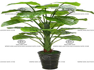 ELEPHANT'S EAR PLANT