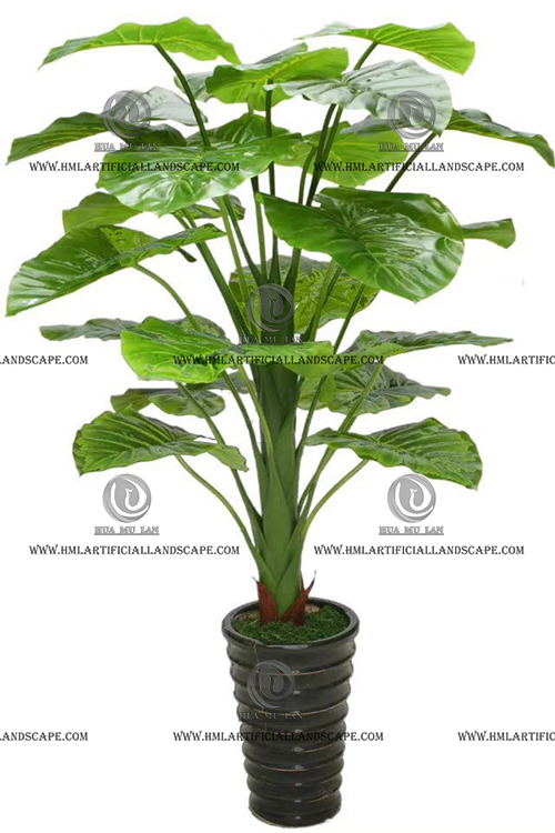ELEPHANT'S EAR PLANT