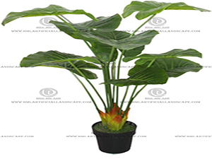 ELEPHANT'S EAR PLANT