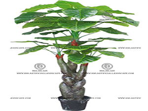 ELEPHANT'S EAR PLANT