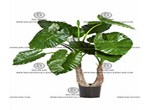 ELEPHANT'S EAR PLANT
