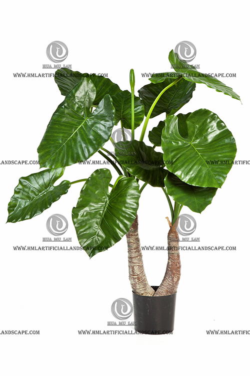 ELEPHANT'S EAR PLANT