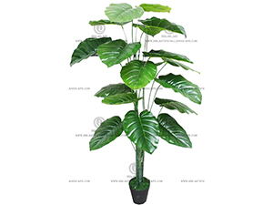ELEPHANT'S EAR PLANT