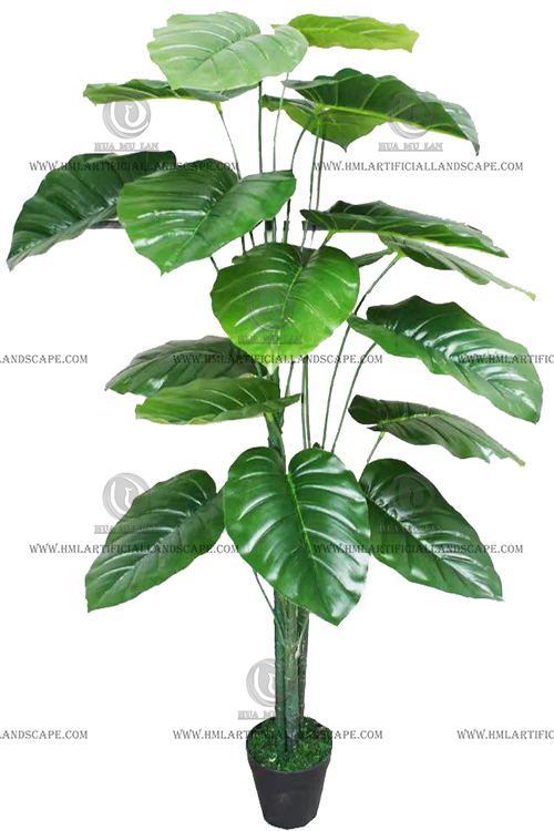 ELEPHANT'S EAR PLANT