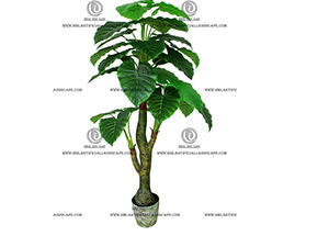 ELEPHANT'S EAR PLANT
