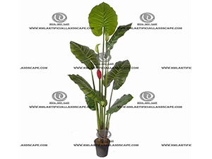 ELEPHANT'S EAR PLANT