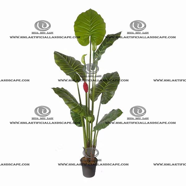 ELEPHANT'S EAR PLANT