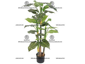 ELEPHANT'S EAR PLANT