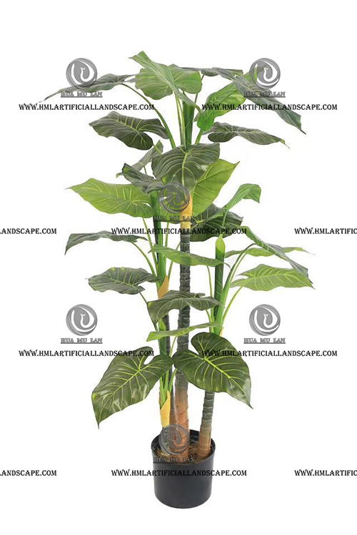 ELEPHANT'S EAR PLANT