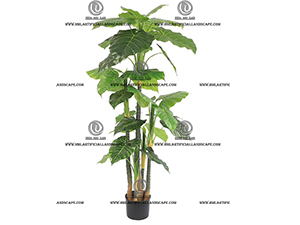 ELEPHANT'S EAR PLANT