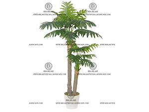 SPLIT PHILO PLANT