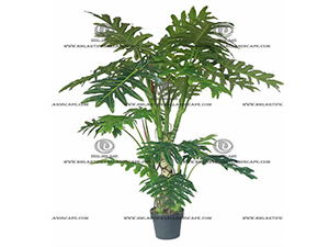 SPLIT PHILO PLANT