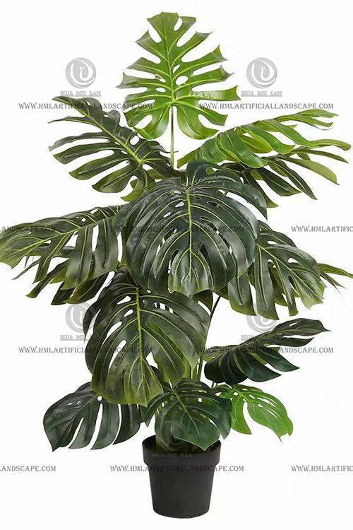 MONSTERA PLANT
