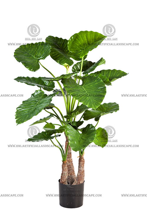 ELEPHANT'S EAR PLANT