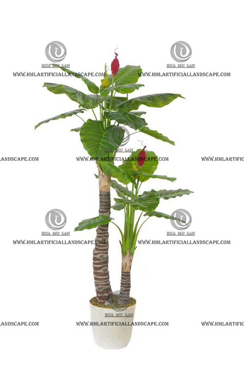 ELEPHANT'S EAR PLANT