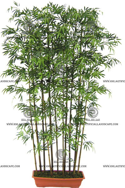 JAPANESE BAMBOO TREE