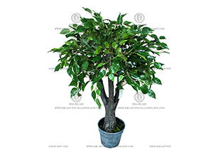 FICUS