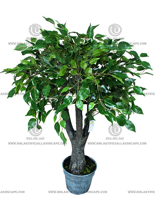 FICUS