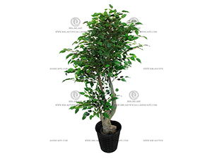 FICUS