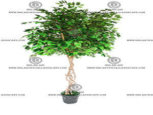 FICUS