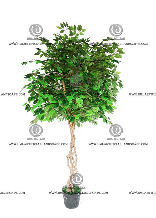FICUS