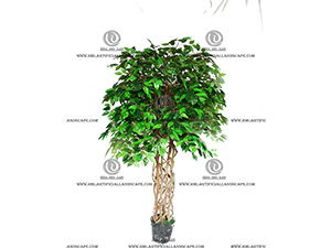 FICUS