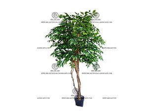 FICUS
