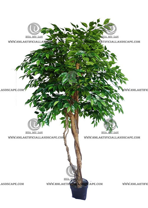 FICUS