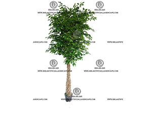 FICUS