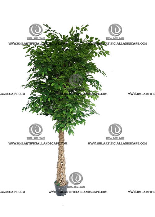 FICUS