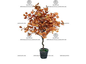 FICUS