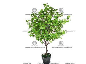 FICUS