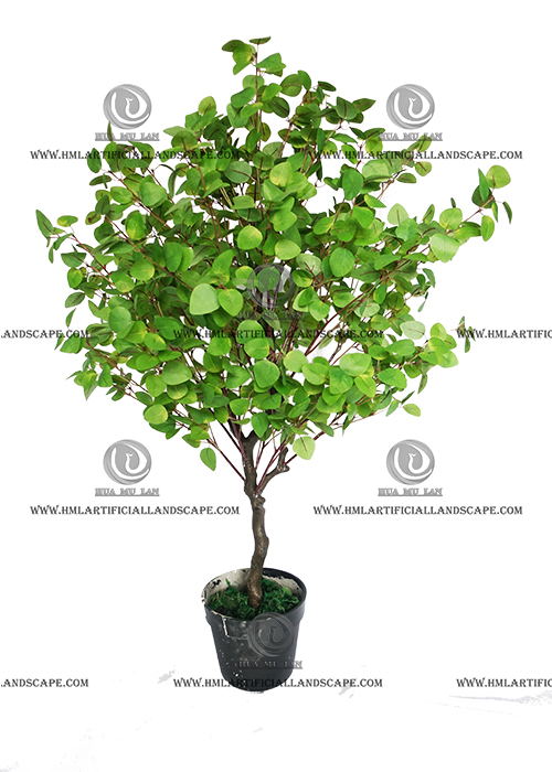 FICUS