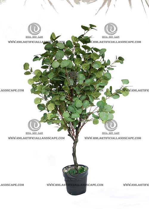 FICUS