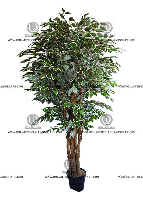 FICUS