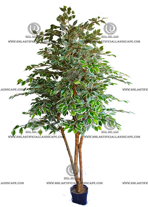 FICUS