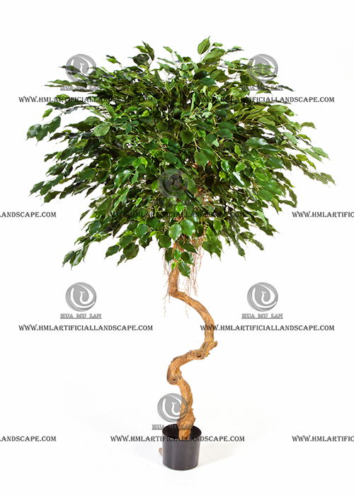 FICUS