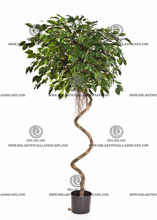 FICUS