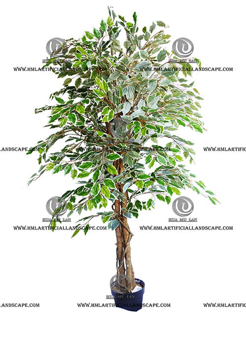 FICUS
