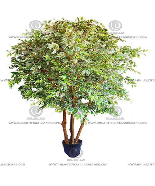 FICUS