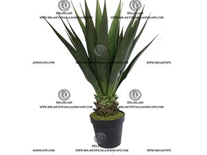 AGEVE PLANT