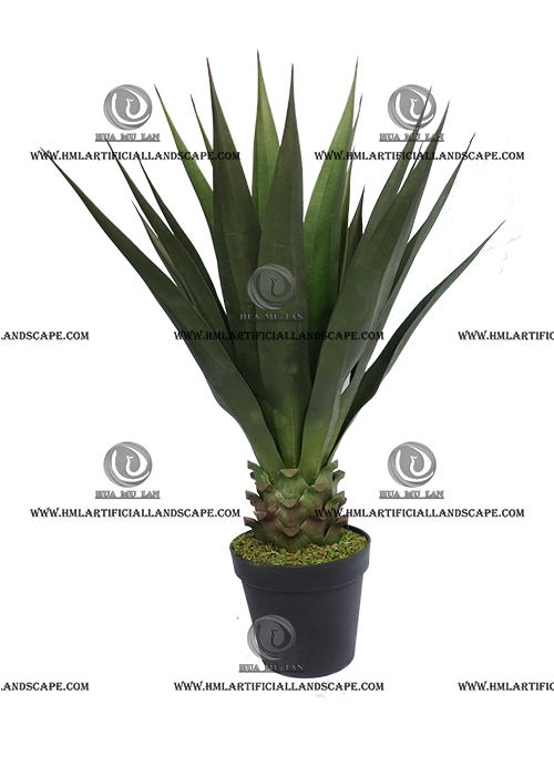 AGEVE PLANT