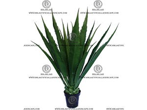 AGEVE PLANT
