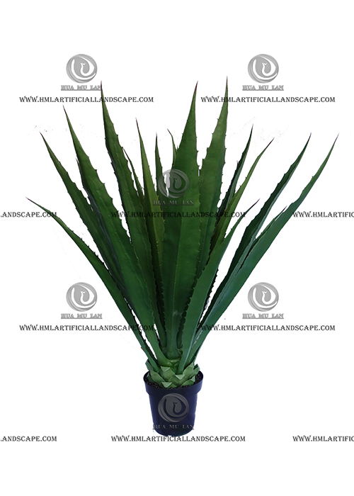 AGEVE PLANT