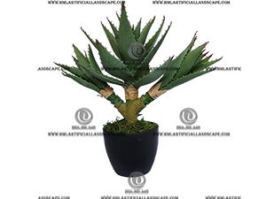 AGAVE PLANT
