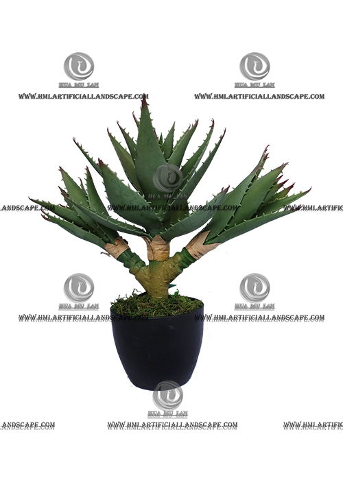 AGAVE PLANT