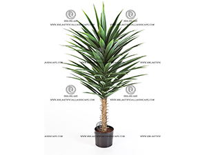 AGAVE PLANT