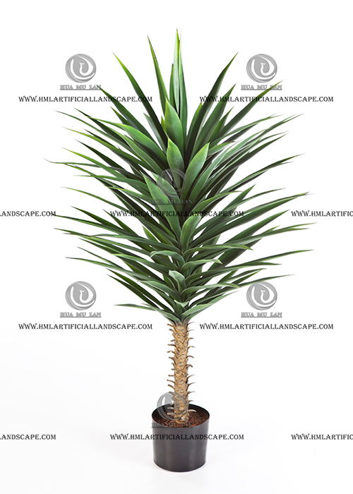 AGAVE PLANT