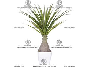 AGAVE PLANT